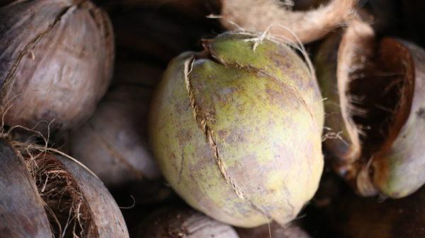 coconut water